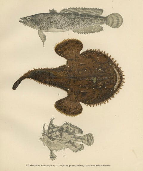 Spotted Toadfish, Anglerfish, and Frogfish - Unique Scandinavian Fish Lithograph, close-up 5