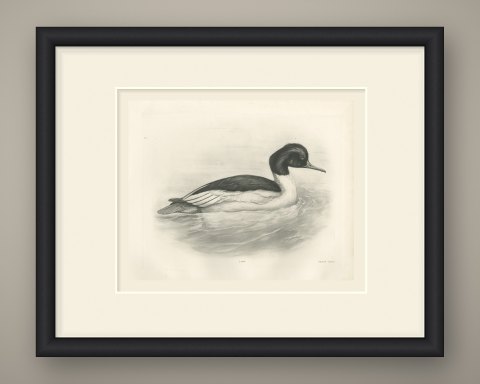 Goosander Drake Swimming, Plate CXCI after Lilian Medland, c. 1909, shown framed