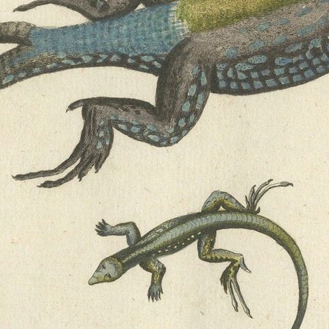 Exotic Jamaican Lizards: The Large Spotted Fork-Tailed Lizard Engraved, c.1773, close-up 6