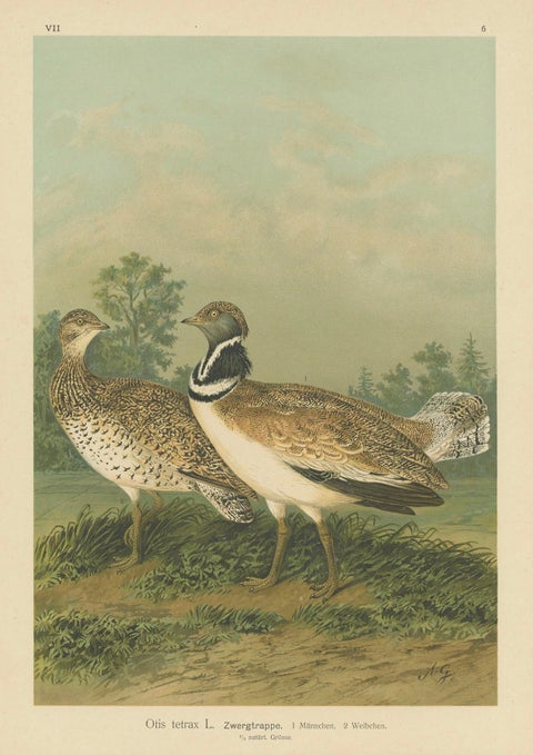 Little Bustards in 19th Century Landscape, Antique Ornithology Bird Print, close-up 5