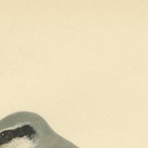 Antique Bird Print of the Great Grey Shrike in Stunning Colors, 1927, close-up 1