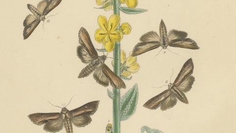 British Moths and Caterpillars on Mullein, Humphreys & Westwood, 1845, close-up 3