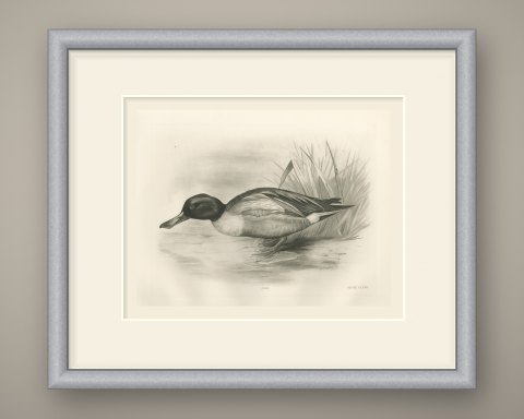 Shoveler Drake at the Water's Edge, Plate CLXXII after Lilian Medland, c. 1909, shown framed