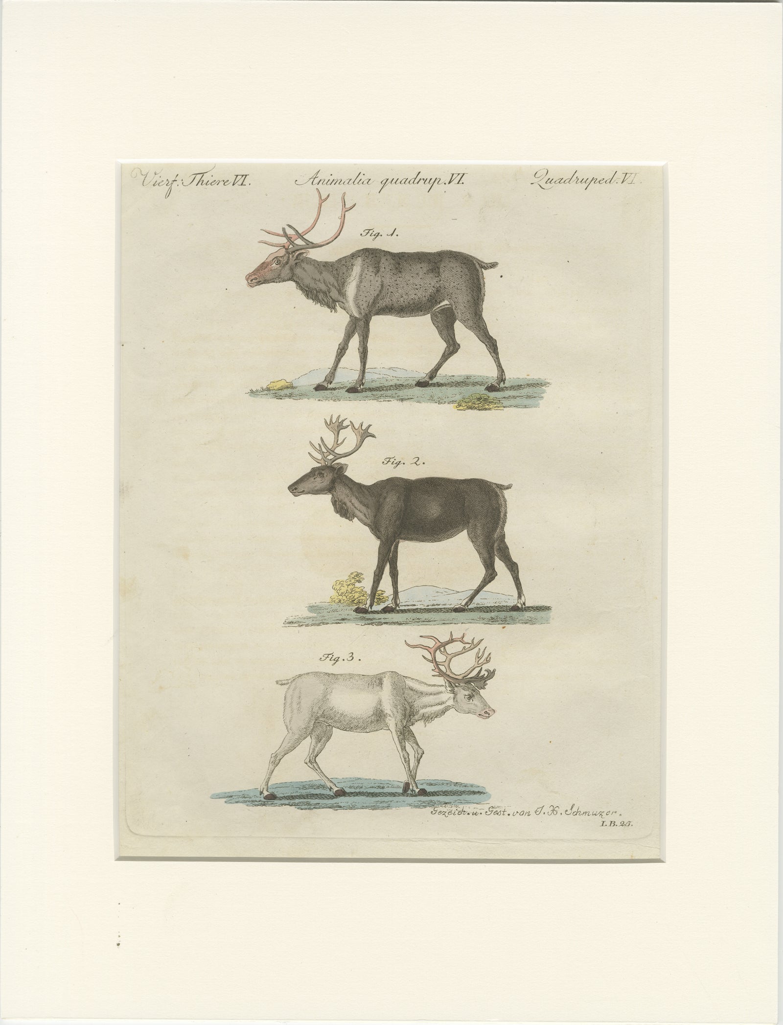 Antique Reindeer & Northern Deer Engraving, Bertuch, c. 1792