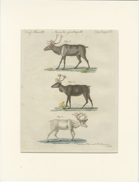 Antique Reindeer & Northern Deer Engraving, Bertuch, c. 1792