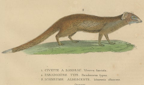 Nocturnal Foragers: A Banded and Asian Palm Civet and Enigmatic Mongoose, 1845, close-up 1