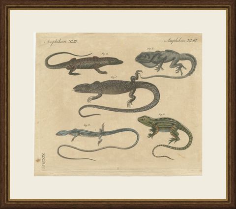 Five Exotic Lizards, Antique Bertuch Print, Vienna, circa 1820, shown framed