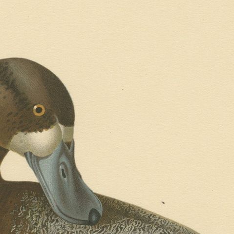 Original Old Bird Print of a Male Greater Scaup, close-up 4
