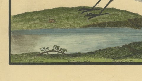 Antique Hand-Colored Engraving of the Water Wagtail by Eleazar Albin, circa 1730, close-up 5