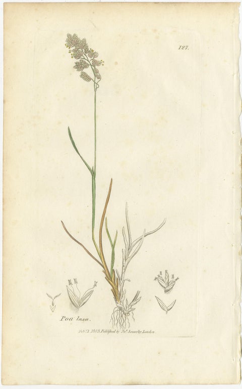 Set of 8 Antique Botanical Prints, Poa Grasses: Meadowgrass & Bluegrass ca.1830, view 8