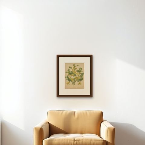 Antique Flower Print of the Senna Marilandica, 1879, shown framed on a wall