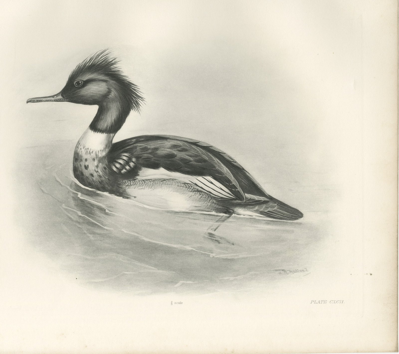 Red-Breasted Merganser, Antique Bird Print after Lilian Medland, circa 1909