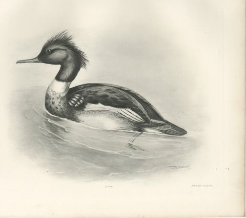 Red-Breasted Merganser, Antique Bird Print after Lilian Medland, circa 1909
