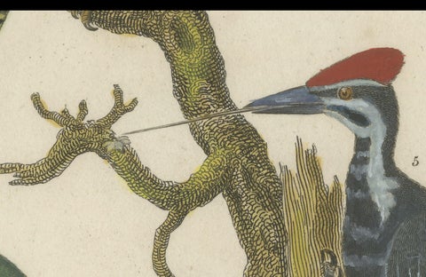 1811 Ornithology Land Birds Plate VI - Antique Piciformes Print, close-up 4