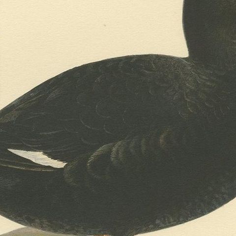Antique Bird Print of a Male Velvet Scoter by Von Wright '1929', close-up 2
