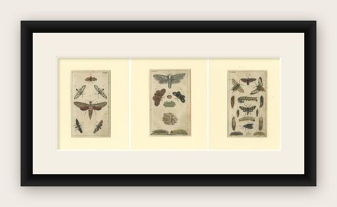 Set of 3 Antique Butterfly Prints Also Showing Caterpillars and Pupae, 1810, shown framed