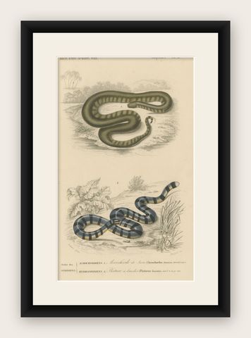 Snake Print of Banded Snake and Red-Striped Snake, c.1850, by Orbigny, shown framed