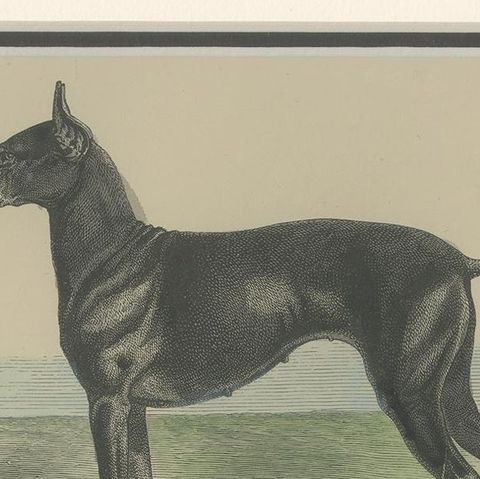 Antique Dog Print of a Black and Tan Terrier, circa 1890, close-up 1