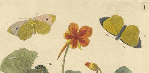 Elephant Hawk-Moth and Bedstraw from A Natural History of English Insects, 1749, close-up 1