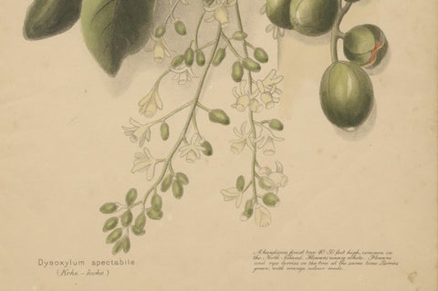 New Zealand Native Plants & Fruits, Set of Three Botanical Lithographs, 1890, close-up 3