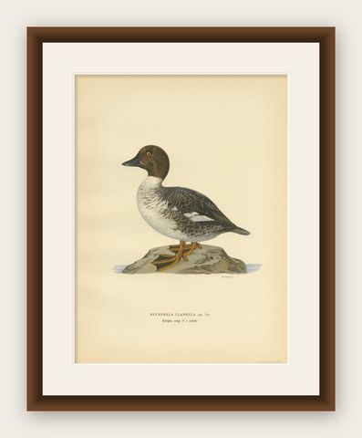 Antique Bird Print of a Male Common Goldeneye by Von Wright, 1929, shown framed