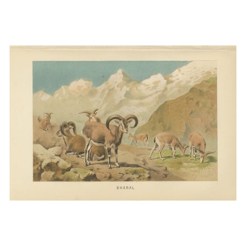 Bharal (Blue Sheep), Antique Himalayan Wildlife Chromolithograph, 1894