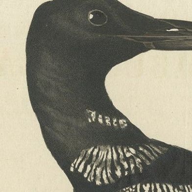 Antique Bird Print of the Common Loon by Sepp & Nozeman, 1829, close-up 1