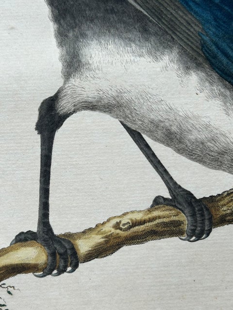 Magpie (Pica), Antique Ornithological Print with Dutch Text, Nozeman, 1770–1829, view 7