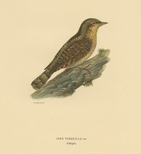 Antique Bird Print of the Eurasian Wryneck by Von Wright, 1927, view 4