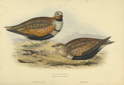 Antique Hand-Colored Bird Print of the Sand Grouse by Gould, 1832, close-up 4