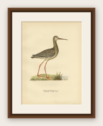 Antique Bird Print of the Spotted Redshank by Von Wright, 1929, shown framed