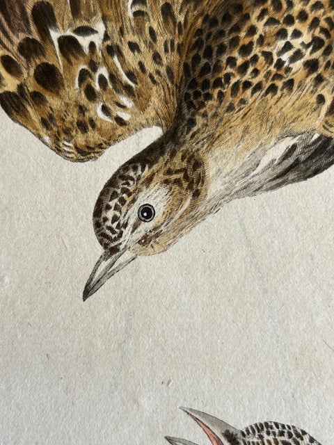 Eurasian Skylark, Antique Bird Engraving by Nozeman and Sepp, 1809, view 7