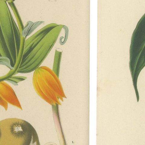Exquisite Flora: Natal Lily and Golden Trumpet Vine in Artistic Display, c.1855, close-up 6