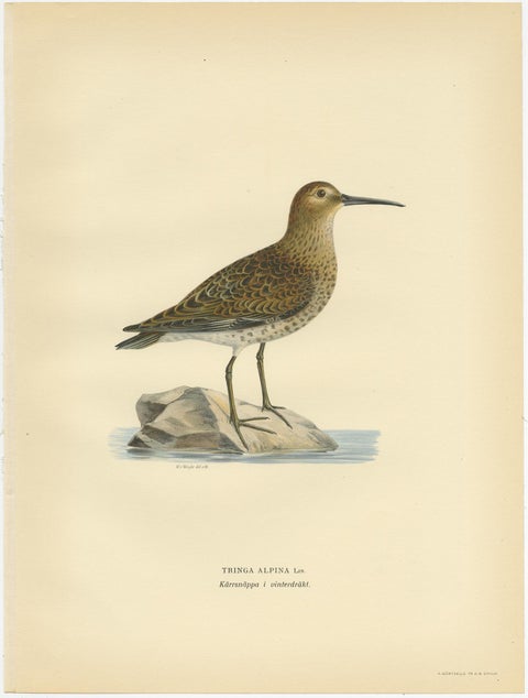 Antique Bird Print of the Wader 'Winter' by Von Wright, 1929, view 2