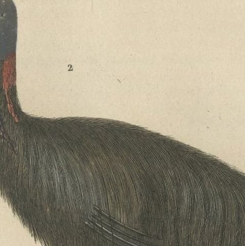 Decorative Old Hand-Colored Bird Print of an Ostrich and Cassowary, close-up 2