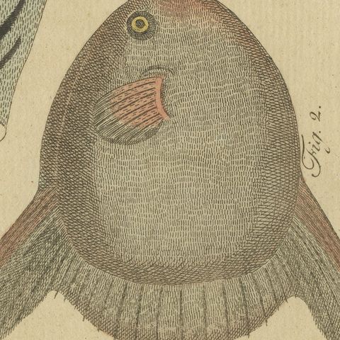 Pufferfish, Porcupinefish and Ocean Sunfish, Antique Bertuch Print, circa 1805, close-up 5