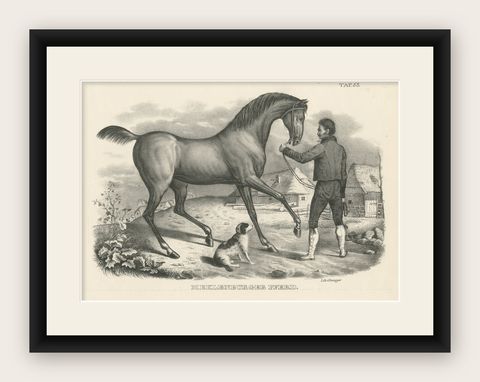 Original Antique Print of a Mecklenburger Horse, shown framed