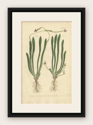 Old Botanical Engraving of Vallisneria (Tape Grass) - 1803 Aquatic Plant Print, shown framed