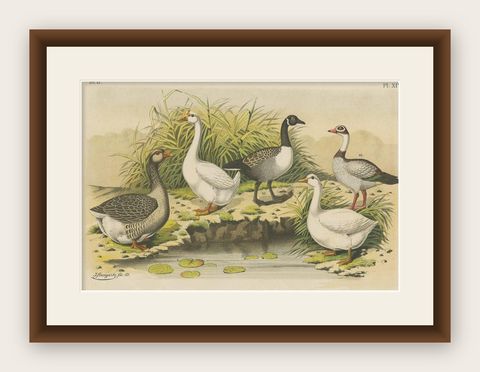 Antique Bird Print of Various Geese by A. Nuyens, 1882, shown framed