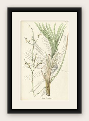 Antique Botany Print of Licuala Nana, a Fan Palm, shown framed