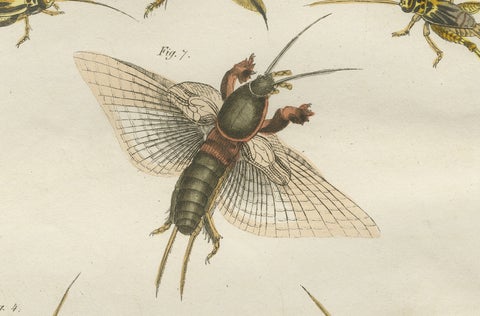 Antique Crickets & Mole Cricket Engraving, Bertuch, 1807, close-up 5