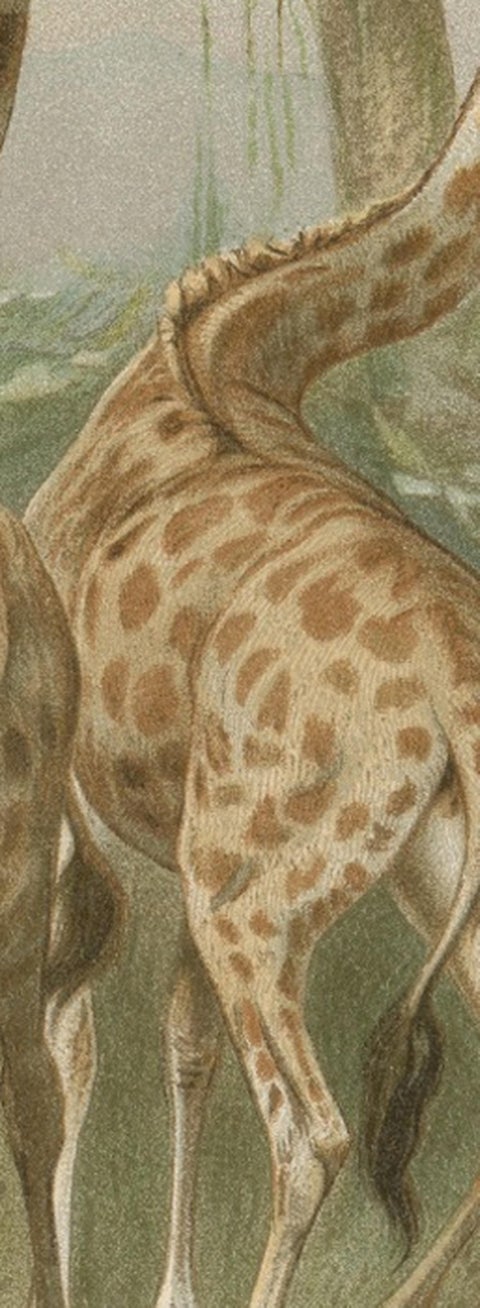 South African Giraffes, Antique Safari Chromolithograph, 1894, view 5