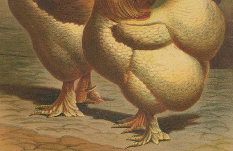 The Majestic Golden Cochinchina: A Rare 19th-Century Poultry Lithograph, close-up 1