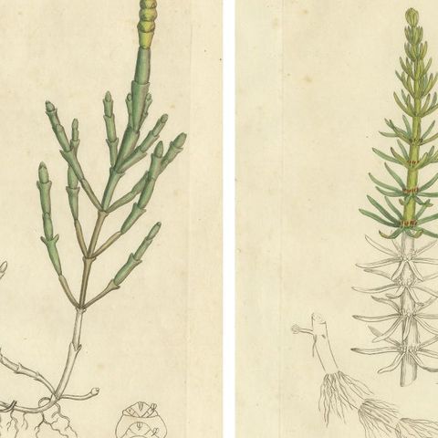Eight Antique Botanical Plates: Glasswort, Horsetail, Privet & More, c.1830, close-up 1