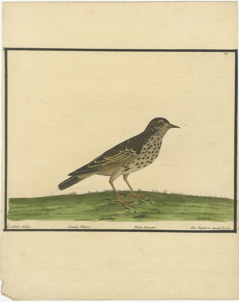 Antique Hand-Colored Engraving of The Pipit or Small Lark by Eleazar Albin, 1730, view 2