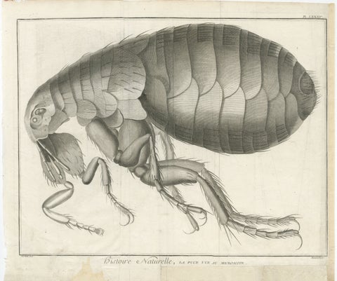 Large Folding Engraving of a Flea Seen Under the Microscope by Diderot, ca.1770, view 2