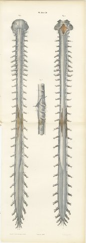 Spinal Nerve Roots along the Whole Cord, Hirschfeld Double Folding Plate, 1866, view 2