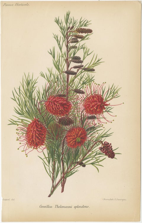 Exquisite Botanicals: Clianthus, Grevillea, Anthurium, and More, circa 1885, view 3