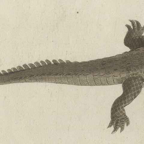 Crocodile with a Study of Its Skull, Antique Bertuch Print, Vienna, circa 1809, close-up 5