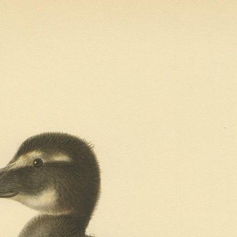 Antique Bird Print of a Young Common Eider by Von Wright, 1929, close-up 1